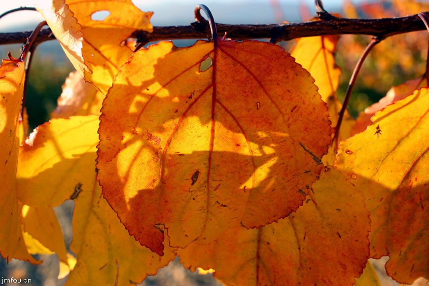 lescale-verger-08web.jpg - L'Escale - Au travers du feuillage d'automne