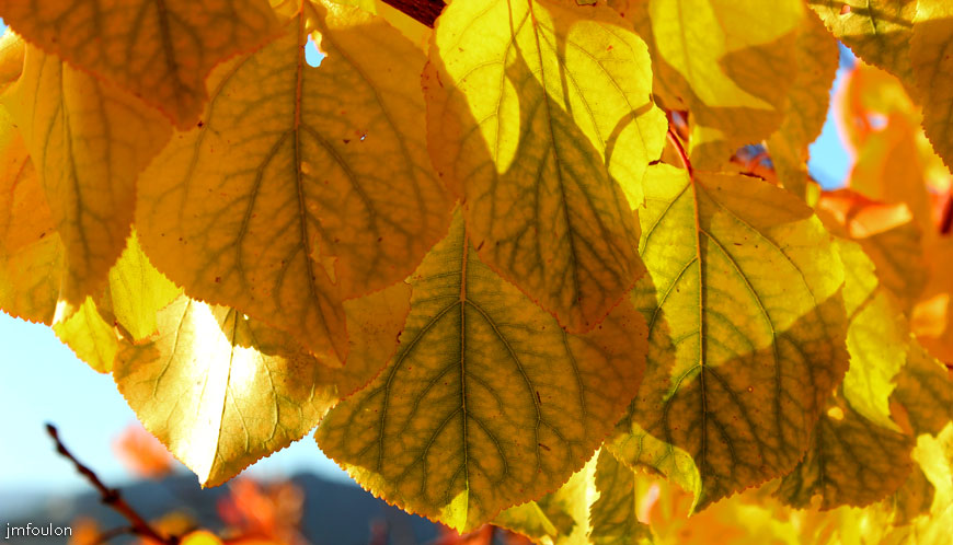 lescale-verger-09web.jpg - L'Escale - Au travers du feuillage d'automne