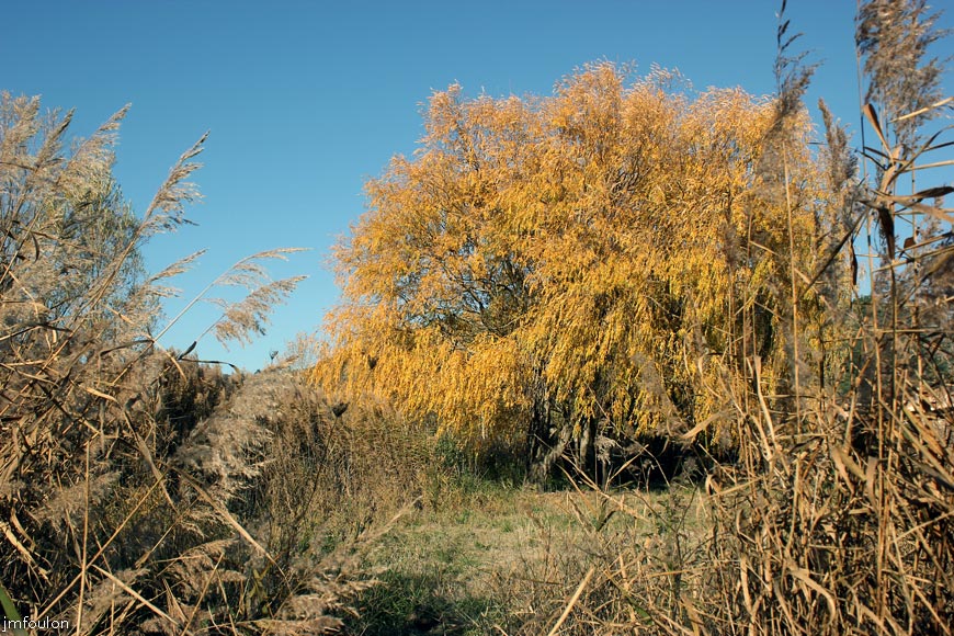 saules-volonne-1web.jpg - Volonnes - Saules pleureurs en bordure de Durance