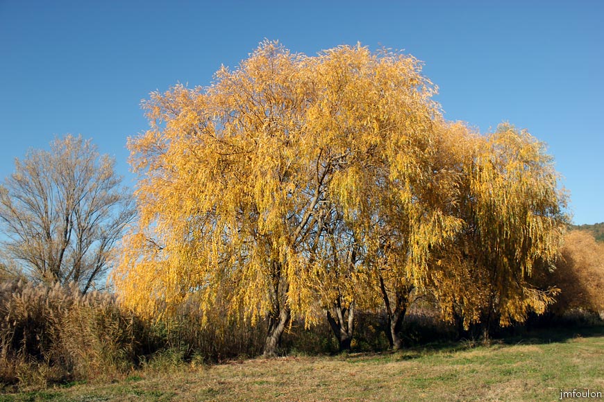 saules-volonne-2web.jpg - Volonnes - Saules pleureurs