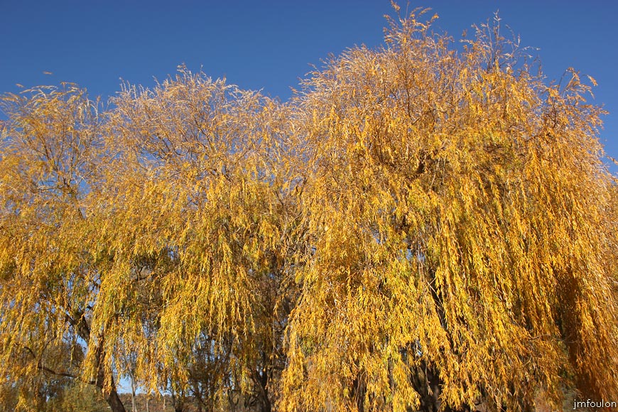 saules-volonne-3web.jpg - Volonnes - Saules pleureurs