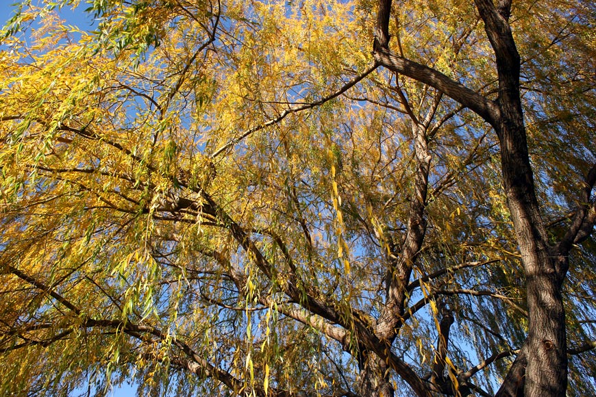 saules-volonne-4web.jpg - Volonnes - Saule pleureur