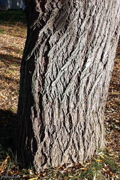 saules-volonne-6web.jpg - Volonnes - L'écorse d'un saule pleureur