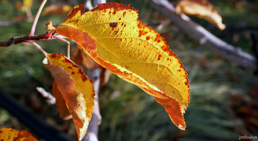 volonne-feuilles-1web.jpg - Feuille de pommier