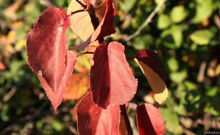 volonne-feuilles-3web.jpg - Feuilles bordeaux