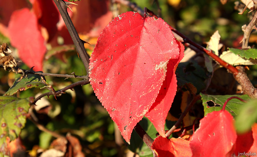 volonne-feuilles-4web.jpg - Feuilles rouges