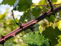 Automne 2018  Qui s'y frotte s'y pique ! ...