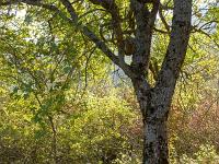 Automne 2018  Sous bois en automne 1/2