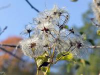 Automne 2018  Graines de lianes 2/2