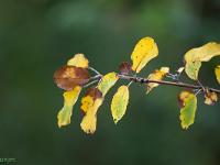 Automne 2018  Nuances de couleurs sur une branche