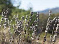 Automne 2018  Lavande fine en automne 1/2