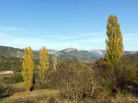 Automne 2018  Peupliers d'Italie (vallée du Jabron)