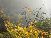 Automne 2018  Contrastes au petit matin