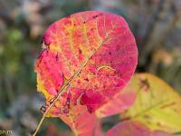 Automne 2018  Rougeoyant à souhait ! ...