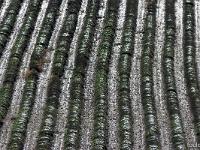 Automne 2018  Rangs de lavandes poudrées de neige