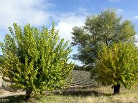 Automne 2018  Muriers vers Bevons