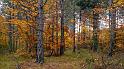 automne_lure-06