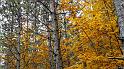 automne_lure-07