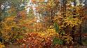 automne_lure-08
