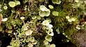 automne_lure-13