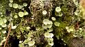 automne_lure-14