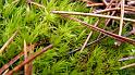 automne_lure-15a