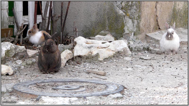banon-89web.jpg - Lapins en liberté dans le haut du village à l'est