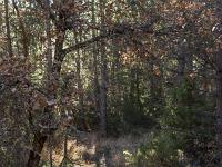 Barret sur Méouge - Hautes Alpes  Le sentier en sous-bois