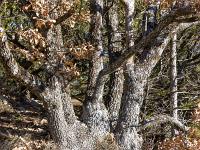 Barret sur Méouge - Hautes Alpes  Chêne blanc ou pubescent