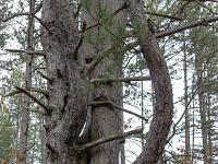 Barret sur Méouge - Hautes Alpes  Sous-bois à l'adret de la montagne de l'Ubac