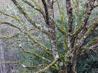 Barret sur Méouge - Hautes Alpes  Sous-bois à l'adret de la montagne de l'Ubac