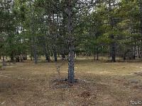 Barret sur Méouge - Hautes Alpes  Sous-bois à l'adret de la montagne de l'Ubac