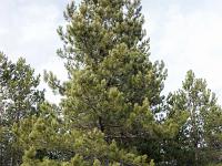 Barret sur Méouge - Hautes Alpes  Sous-bois à l'adret de la montagne de l'Ubac