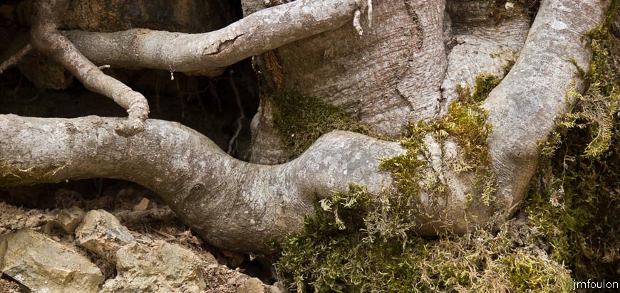 bayons-ch-fer-combe_35.jpg - Racines de hêtres en bordure de piste