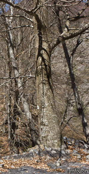 bayons-ch-fer-combe_42.jpg - Gros fayard (hêtre) entre la piste et le torrent du Sasse