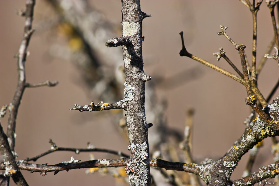 buech-24web.jpg - Détail d'une branche couverte de lichens