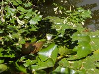 chateau-javon-020-2  Château de Javon - Nénuphards