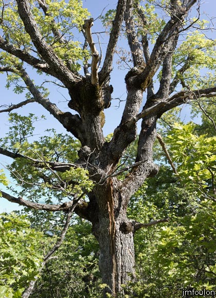 rav-terre-basse-21.jpg - Vieux chêne pubescent