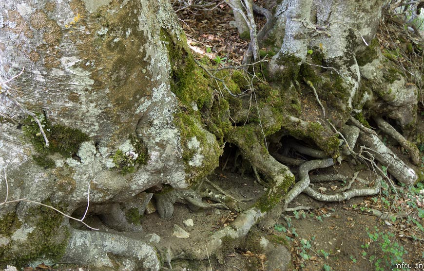 rav-terre-basse-33.jpg - Base de fayards au bord du sentier