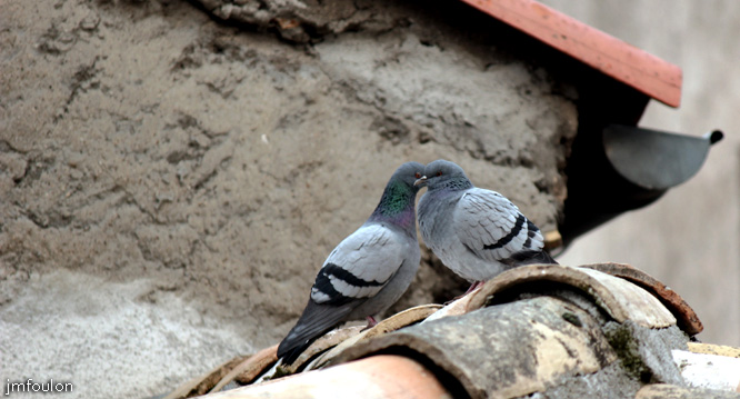 sisteron-pigeons-web.jpg - Sisteron - Pigeons sur les toits depuis la fenêtre de ma chambre