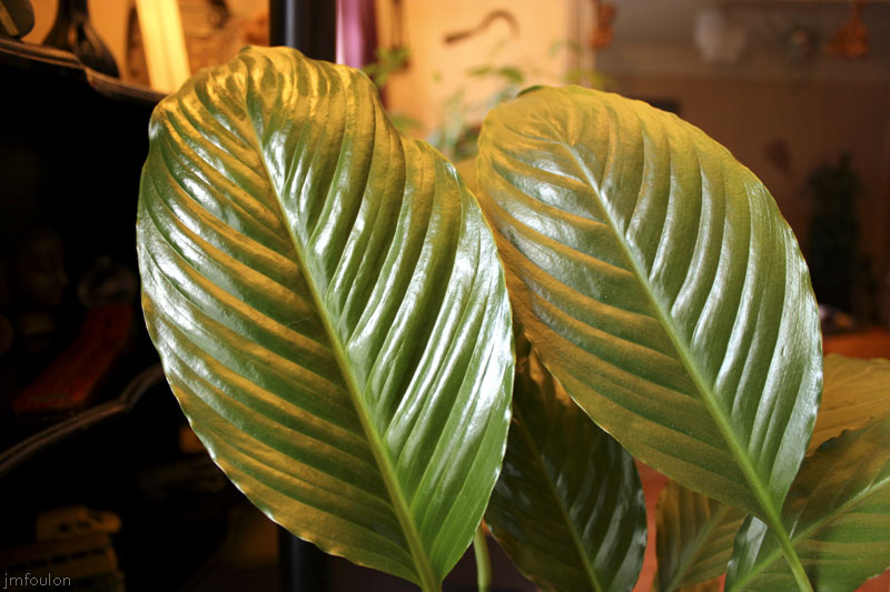 at-home-02web.jpg - Feuilles de  Spathiphyllum floribundum (famille des Aracèes) dans mon salon