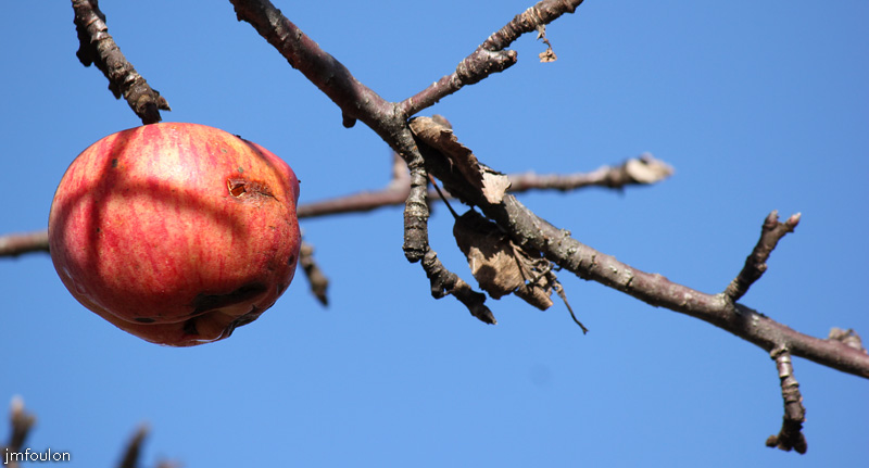 pomme-rouge-web.jpg - Clamensane - Pomme bio au niveau de la grange de Font Reynier