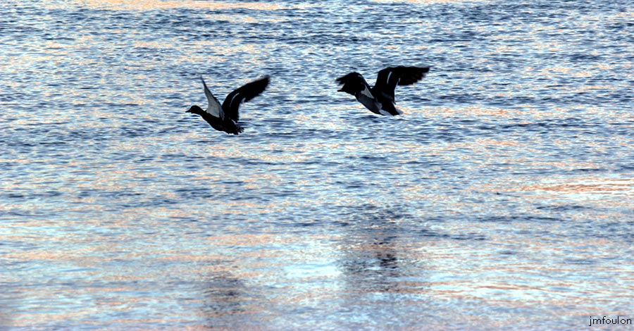 canards-buech-web.jpg - Canards sur le Buech (mi-janvier 2013)