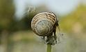 escargot-pissenlit-web