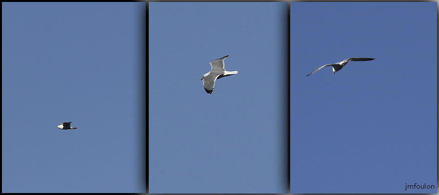 trois-oiseaux-web.jpg - Mouette en vol depuis la rive droite du Buech au niveau de sa jonction avec la Durance - Montage réalisé à partir de trois photos (18 janvier 2013)