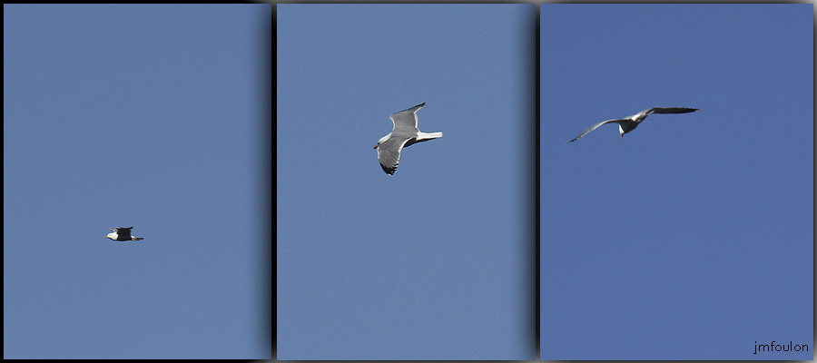 trois-oiseaux-web.jpg - Mouette en vol depuis la rive droite du Buech au niveau de sa jonction avec la Durance - Montage réalisé à partir de trois photos (18 janvier 2013)