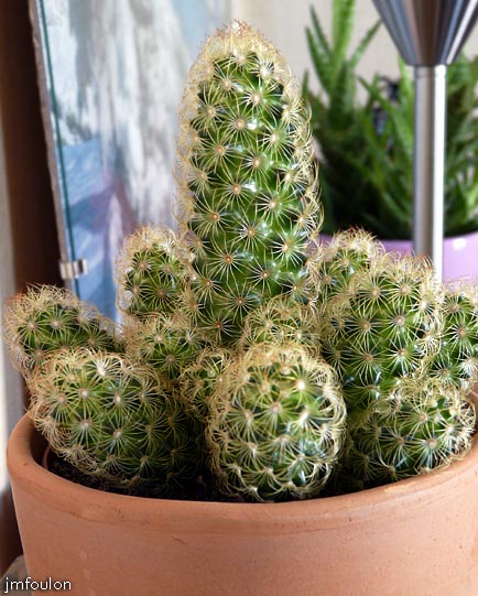 fl-cactus-1web.jpg - Cactus dans le salon