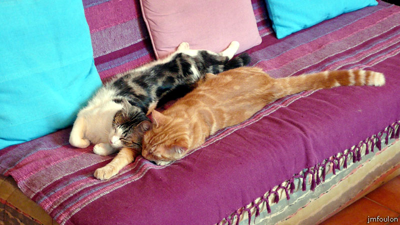 les-deux-petits-chats-1web.jpg - Deux de mes chats, les plus jeunes. Un mâle (le rouquin) L'autre est une femelle