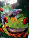 grenouille-calendrier-2web