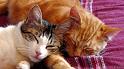 les-deux-petits-chats-2web
